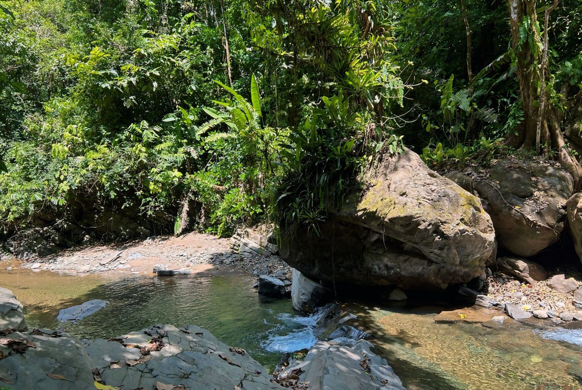 JUNGLE DREAMS FARM: WHERE NATURE MEETS SERENITY – 20 ACRES